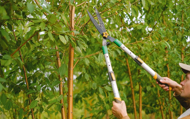 Tree trimming in Naranjito, PR
